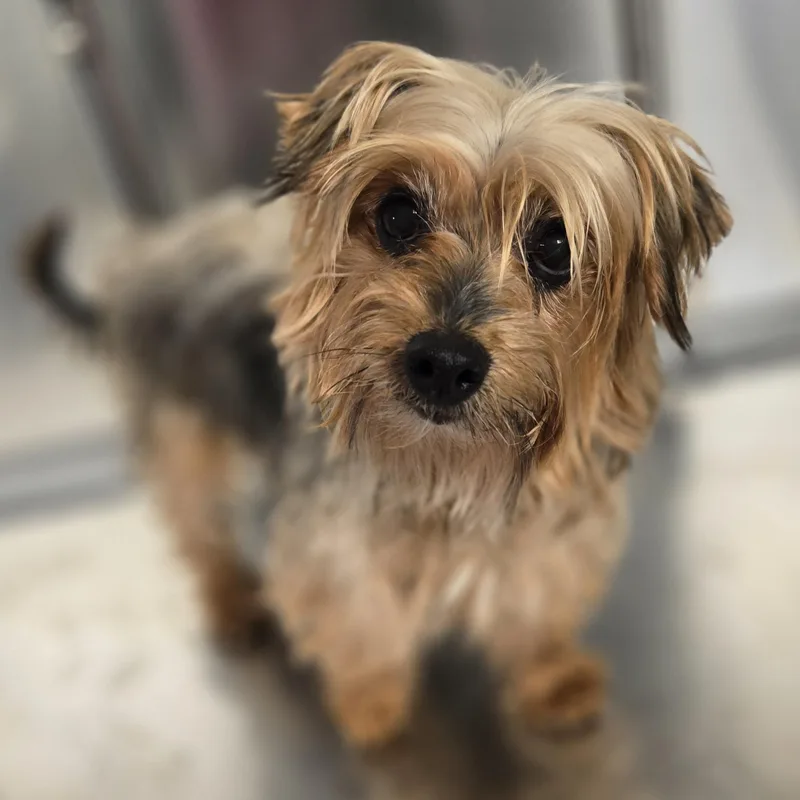 An adult small-sized female Tricolor (Brown, Black, & White) Yorkshire Terrier dog named Ruthie for adoption in Normal, IL