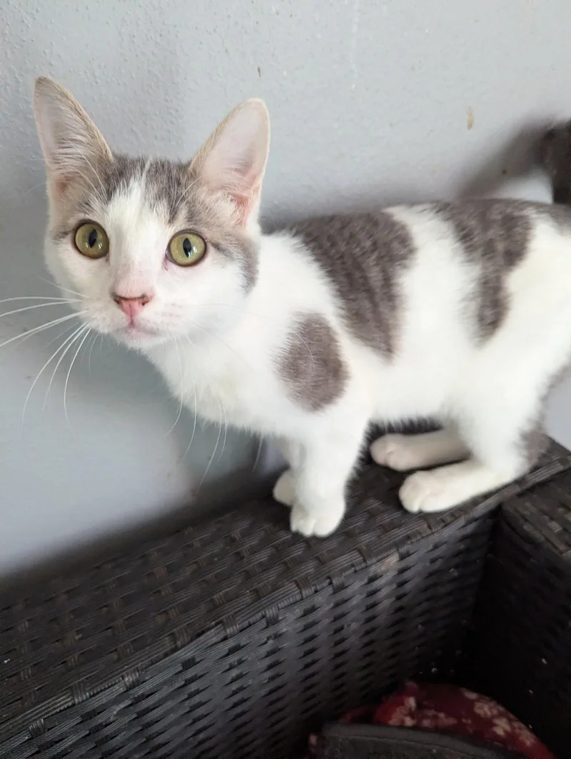 A baby medium-sized male Gray & White Domestic Short Hair cat named Poppy for adoption in Waterloo, IA