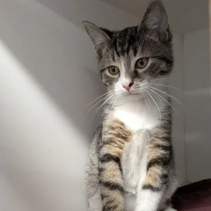 A baby small-sized male Domestic Short Hair cat named Catra for adoption in Voorhees, NJ