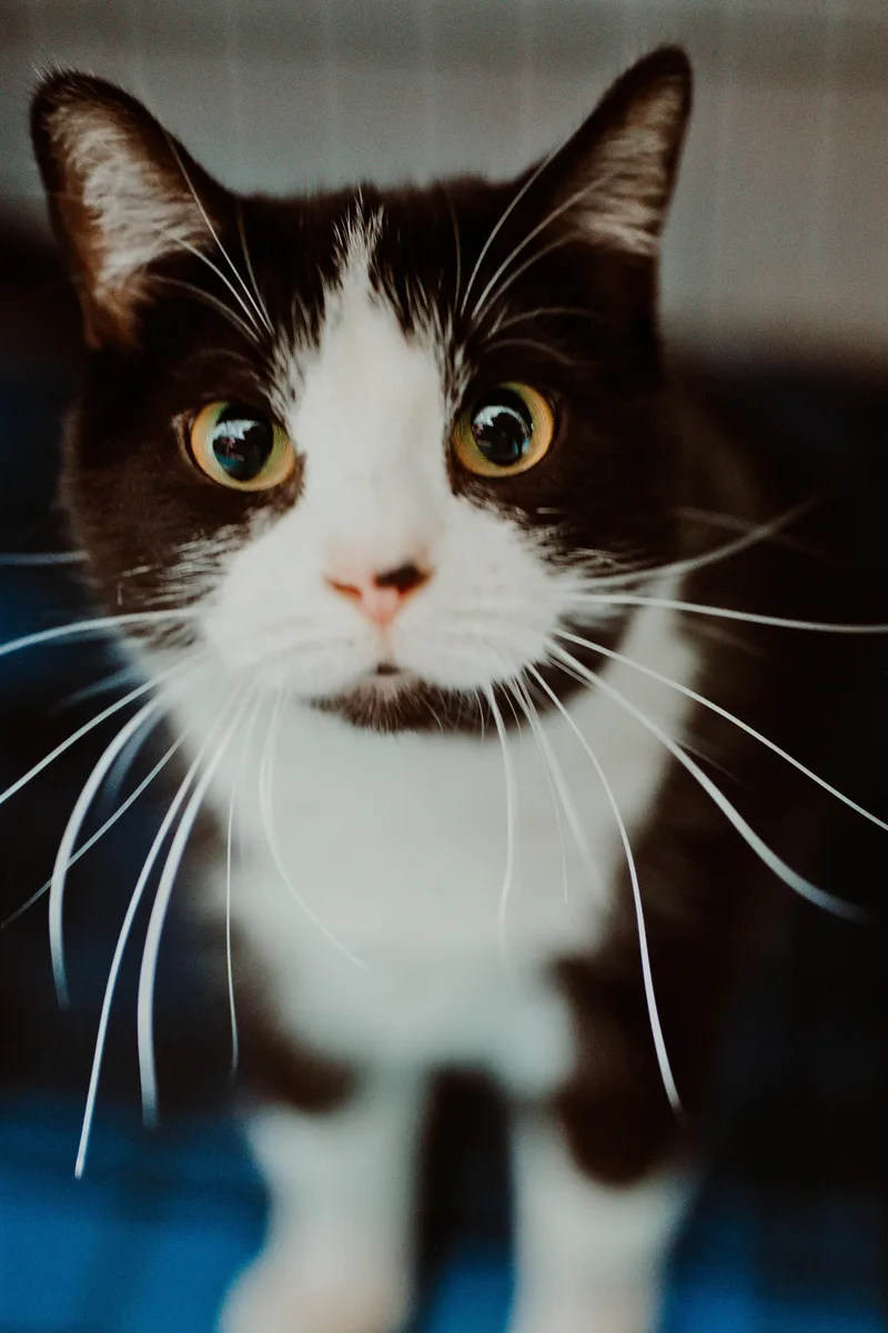 A young medium-sized male Black & White / Tuxedo Domestic Short Hair cat named Scoots for adoption in Le Mars, IA