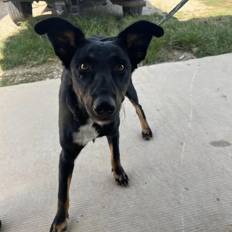 A young medium-sized female Black Mixed Breed dog named Lee for adoption in Durant, OK