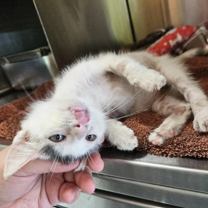 A baby small-sized male White Domestic Short Hair cat named You for adoption in Austin, TX