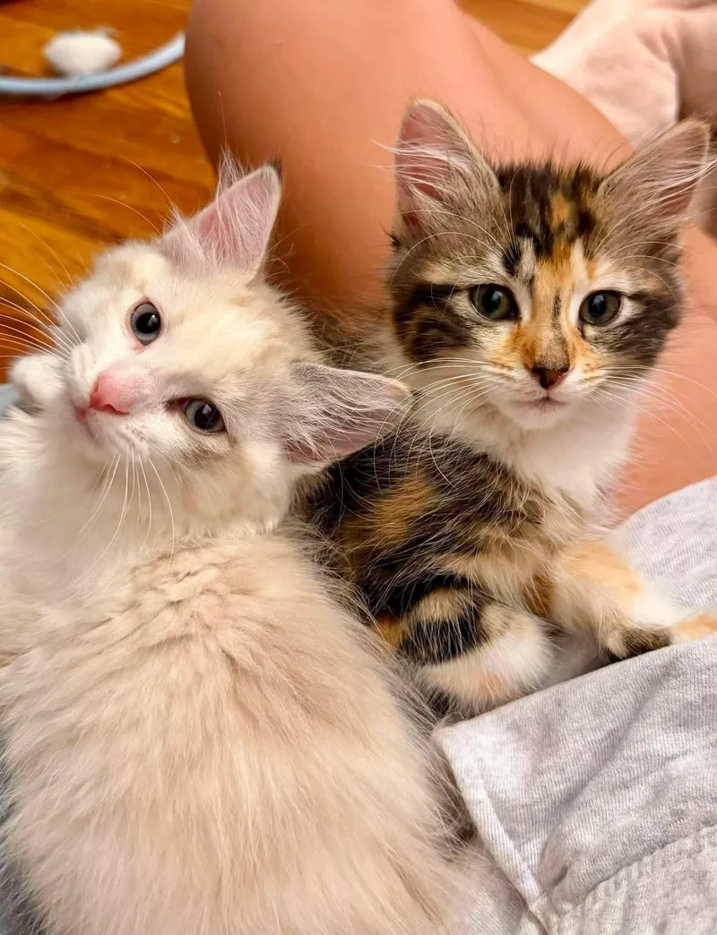 Peaches & Mango thumbnail 3