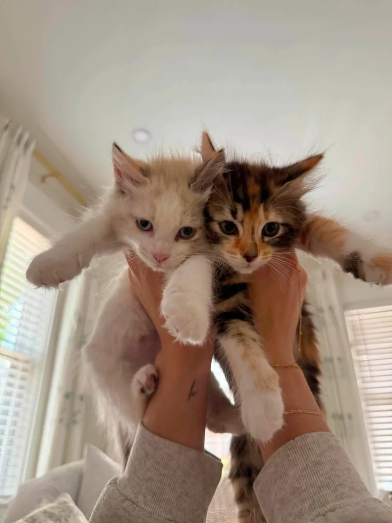 Peaches & Mango thumbnail 4