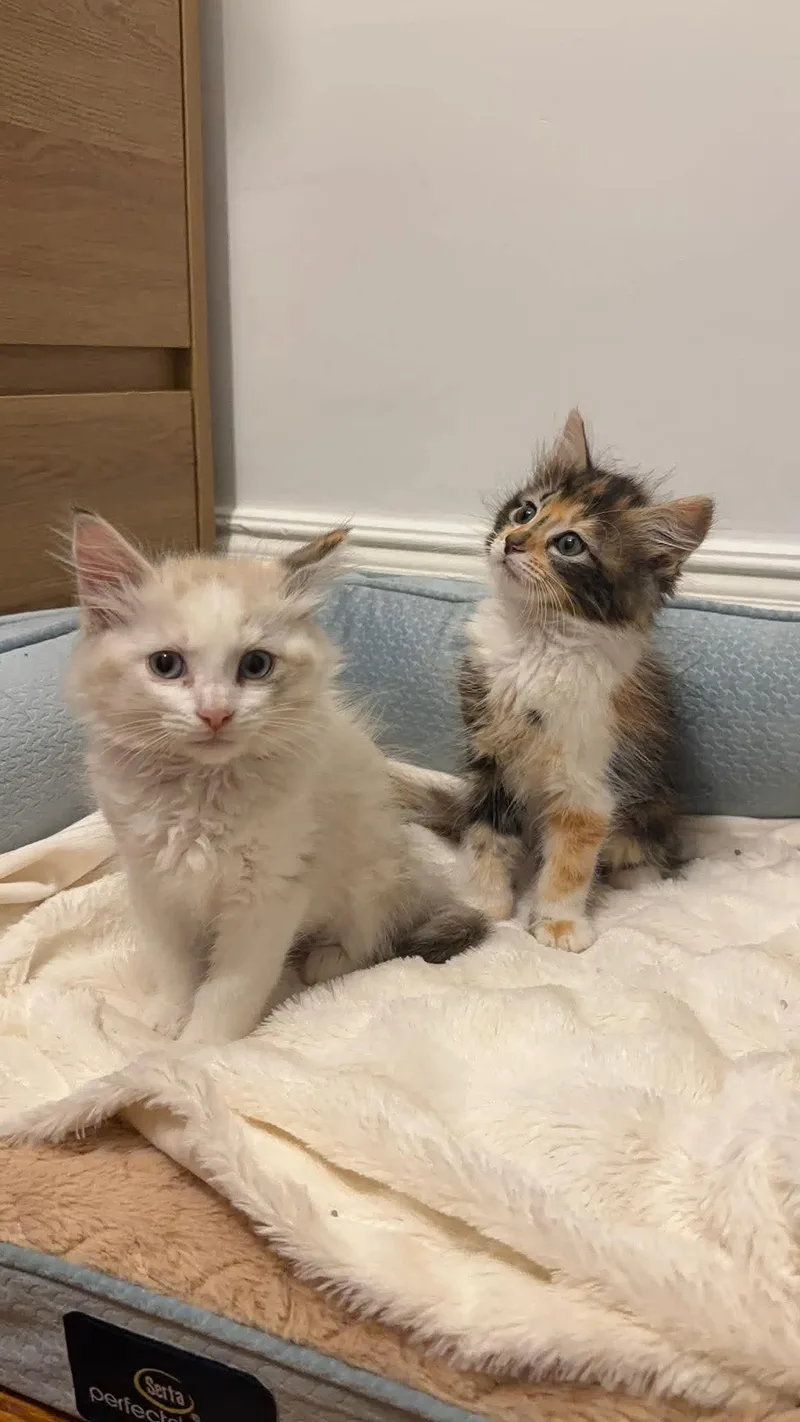 Peaches & Mango thumbnail 6