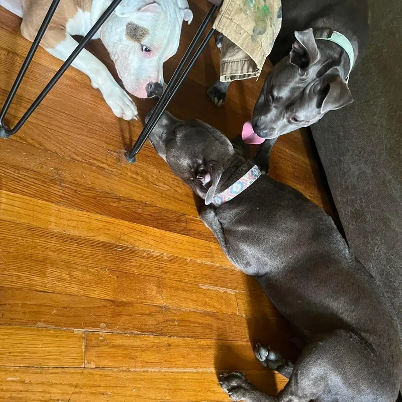 A young medium-sized female Gray / Blue / Silver American Staffordshire Terrier dog named Baby Girl for adoption in Memphis, TN