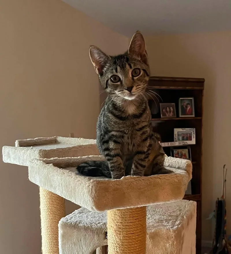 A baby medium-sized female Tabby (Brown / Chocolate) Domestic Short Hair cat named Nala for adoption in Landenberg, PA