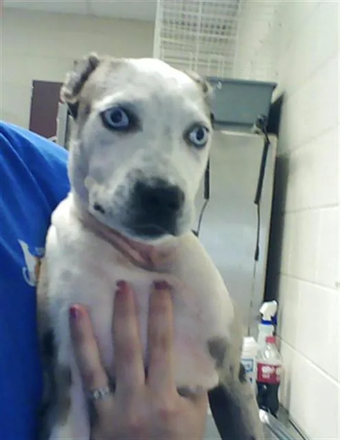 A baby small-sized female Pit Bull Terrier dog named A for adoption in Fayetteville, NC