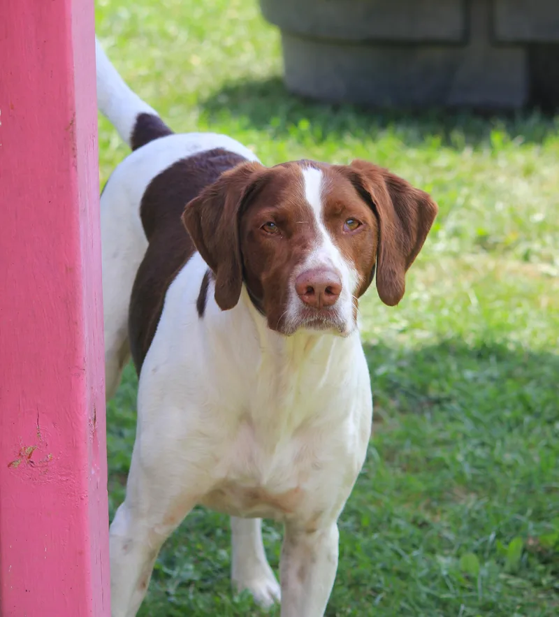 An adult large-sized male Pointer dog named Ruger for adoption in Hayward, WI