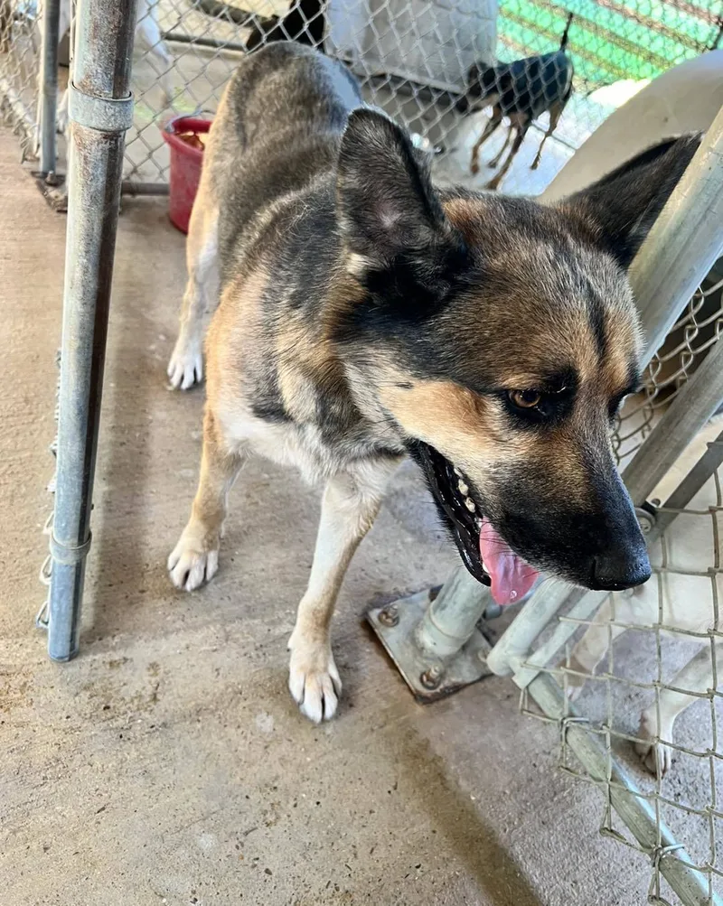An adult large-sized male German Shepherd Dog dog named Stone for adoption in Shreveport, LA