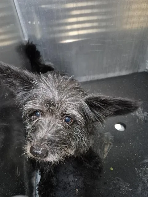 A young medium-sized male Terrier dog named Wally Walnuts for adoption in San Antonio, TX
