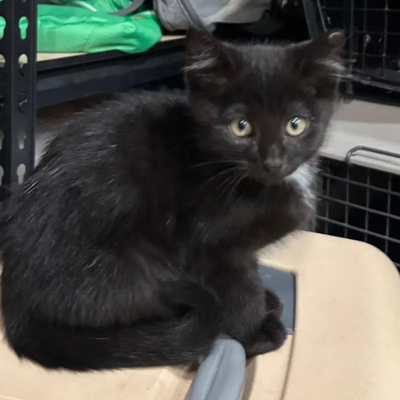 A baby small-sized male Black Domestic Short Hair cat named Angus for adoption in Shelbyville, IN
