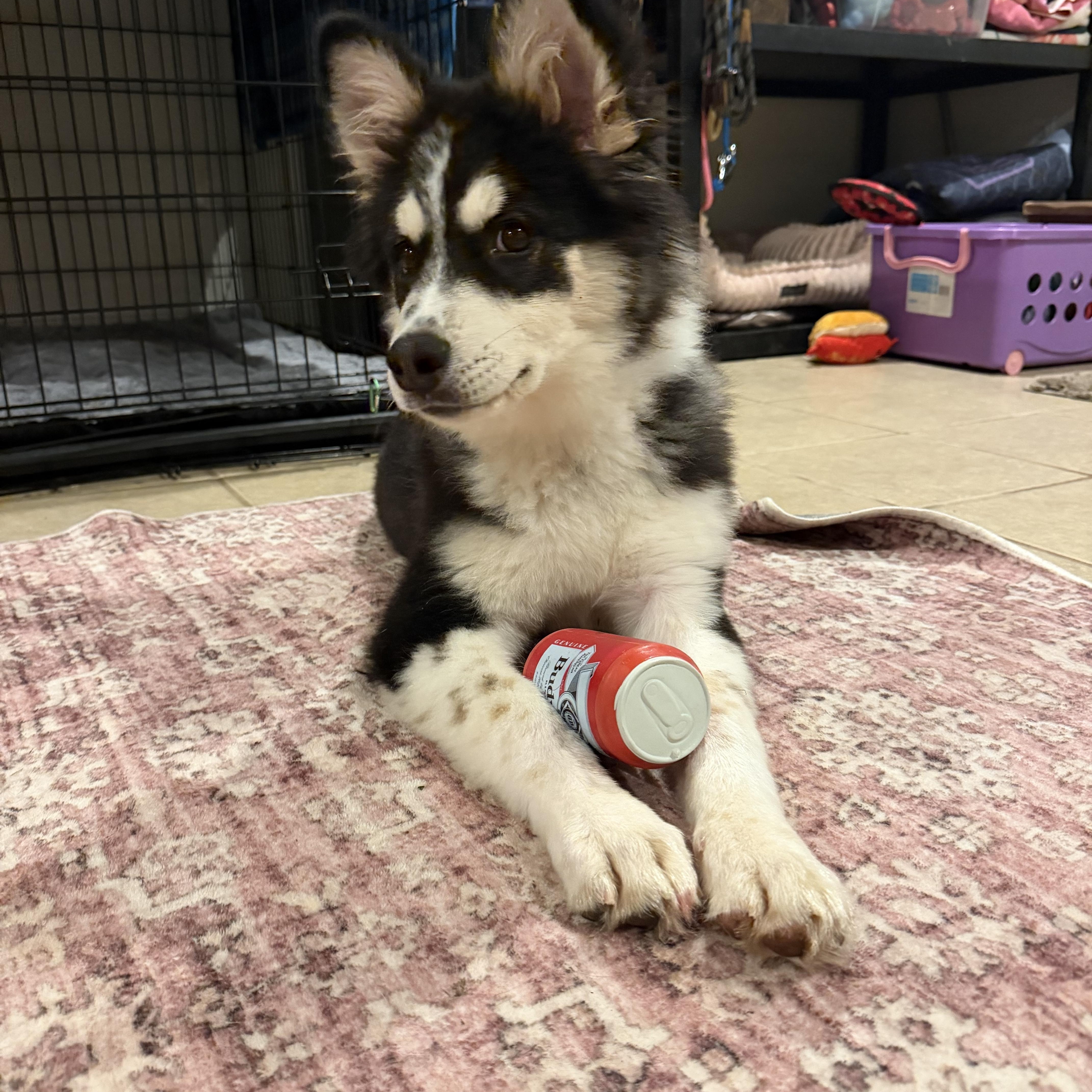 A baby medium-sized male Black Siberian Husky dog named Finch for adoption in Spring City, PA