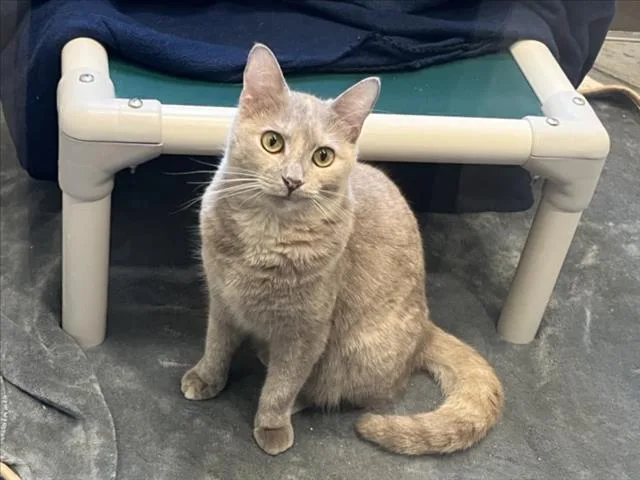 A young small-sized female Domestic Short Hair cat named Buffy for adoption in Chapel Hill, NC