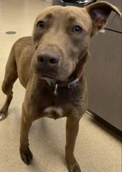 A young medium-sized female Pit Bull Terrier dog named Oak for adoption in Brenham, TX