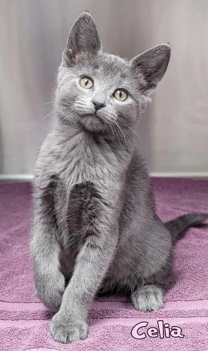 A baby small-sized female Domestic Short Hair cat named Celia for adoption in Mason, MI