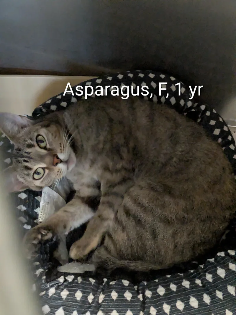 An adult medium-sized female Tabby (Brown / Chocolate) Domestic Short Hair cat named Asparagus for adoption in Bedford, VA