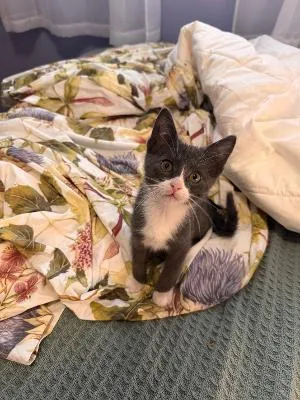 A baby medium-sized male Gray & White Domestic Short Hair cat named Alfur for adoption in Mokena, IL