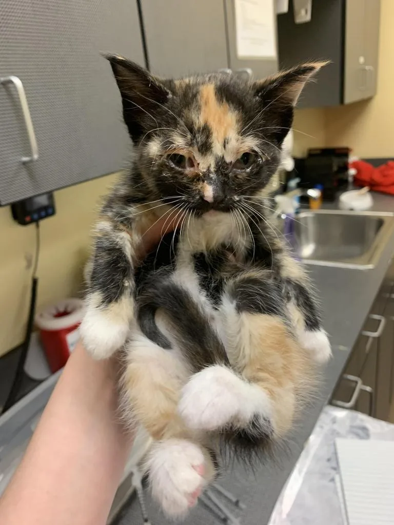 A baby medium-sized female Domestic Short Hair cat named Cardinal for adoption in Florence, SC