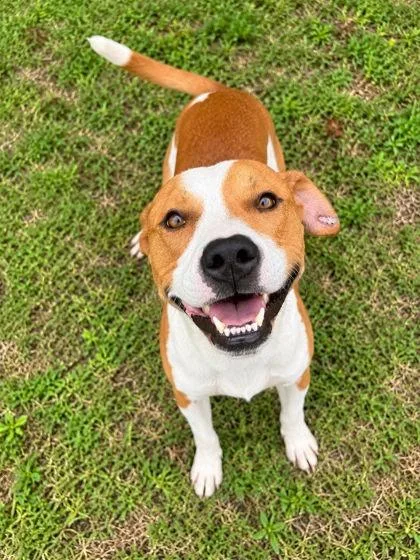 A young medium-sized male Terrier dog named Charlie for adoption in Palm Coast, FL