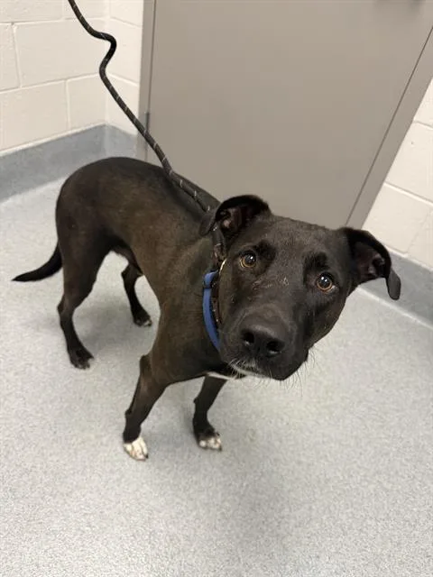 An adult medium-sized male Labrador Retriever dog named Ricky Bobby for adoption in Indianapolis, IN