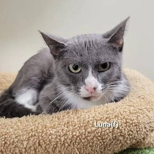 A senior medium-sized female Gray & White Domestic Short Hair cat named Luna for adoption in Mazon, IL