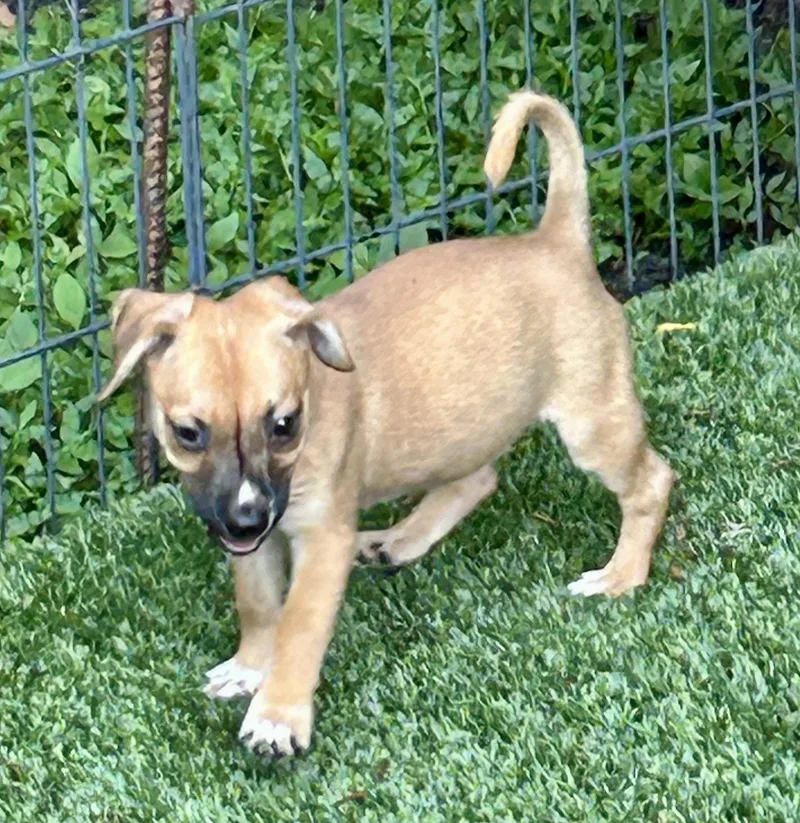 A baby small-sized female Brown / Chocolate Terrier dog named Dottie for adoption in Sarasota, FL