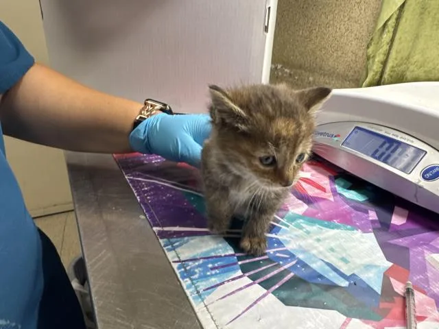 A baby small-sized female Domestic Short Hair cat named Fofo for adoption in Riverside, CA