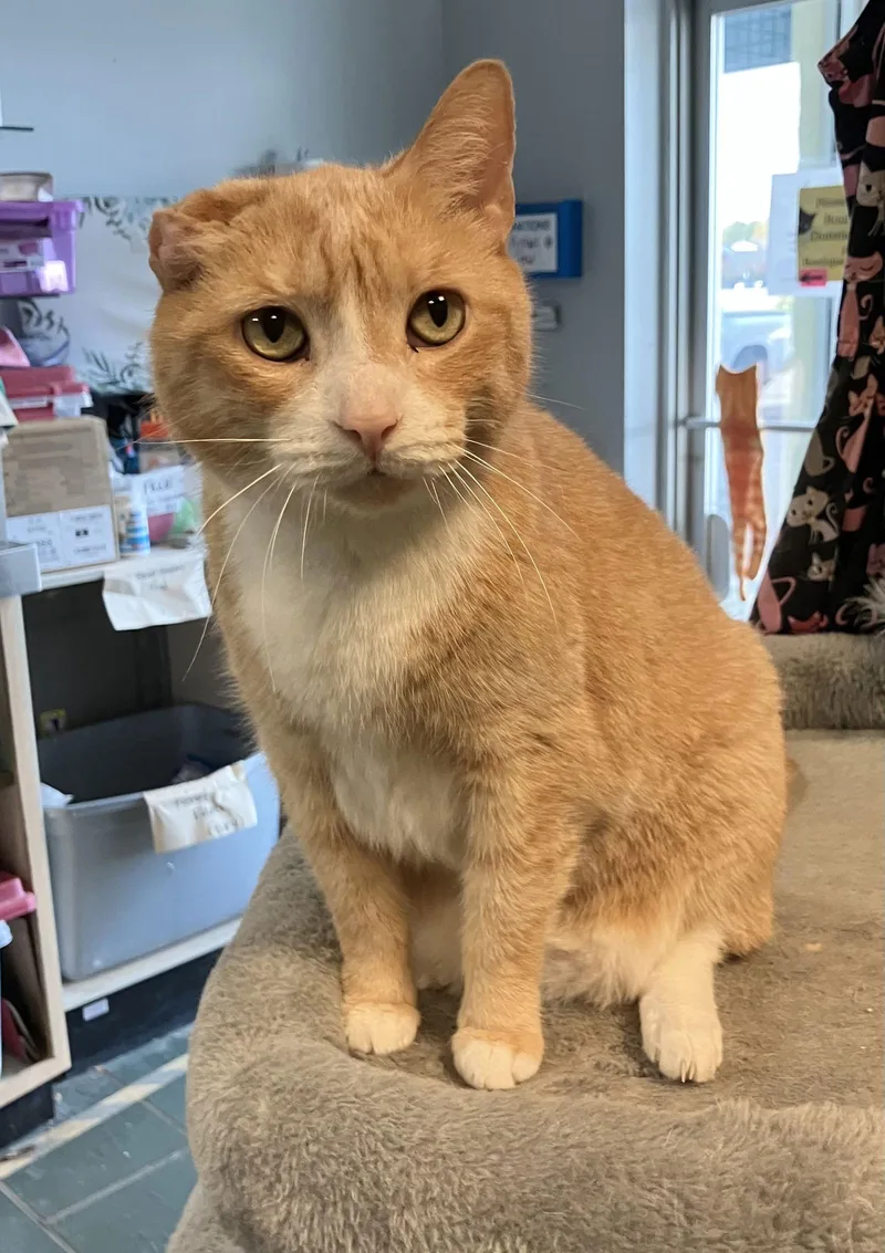 An adult medium-sized male Orange & White Domestic Short Hair cat named Arlo for adoption in Dublin, OH