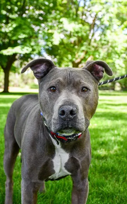 A senior large-sized male Pit Bull Terrier dog named Titan Sr. for adoption in Yakima, WA