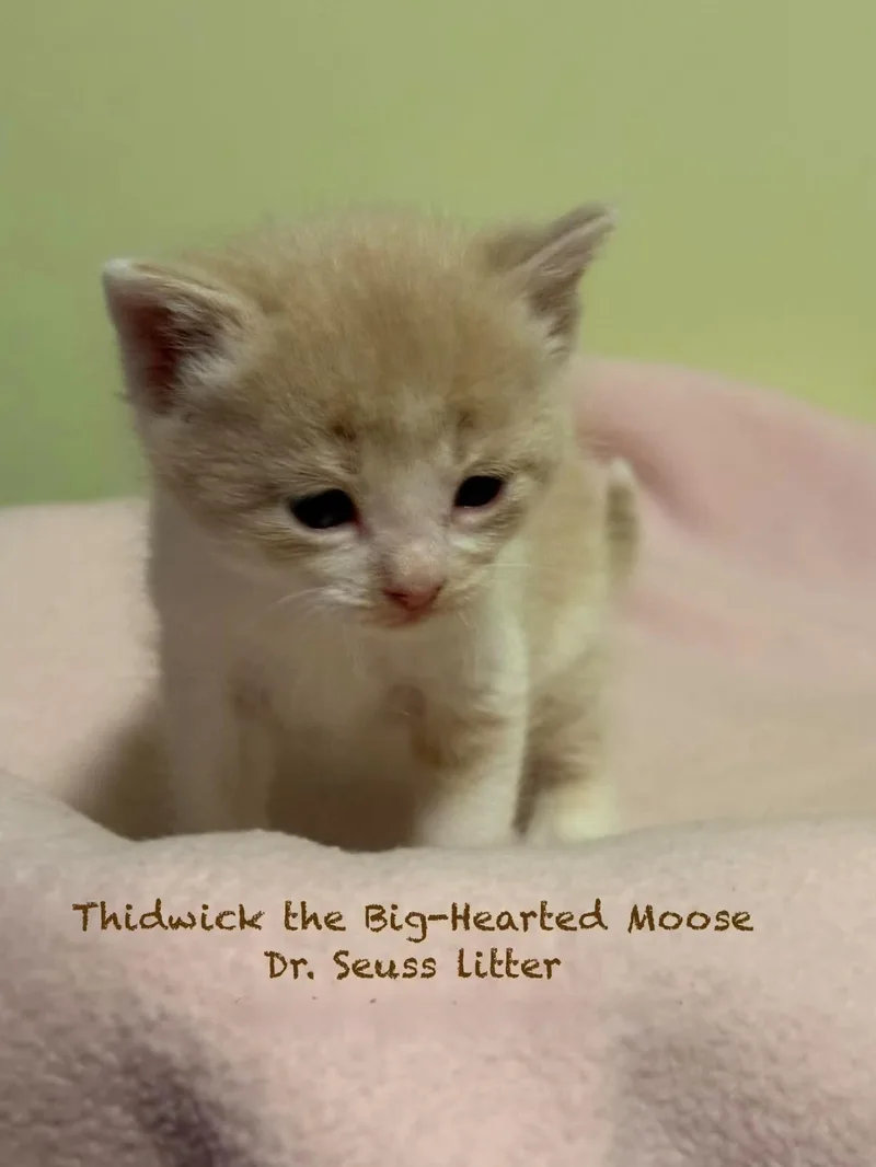 A baby medium-sized male Buff & White Domestic Short Hair cat named Thidwick The Bighearted Moose for adoption in New Hartford, NY