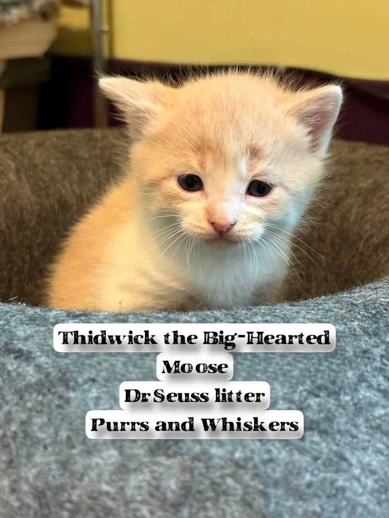Thidwick The Bighearted Moose thumbnail 2
