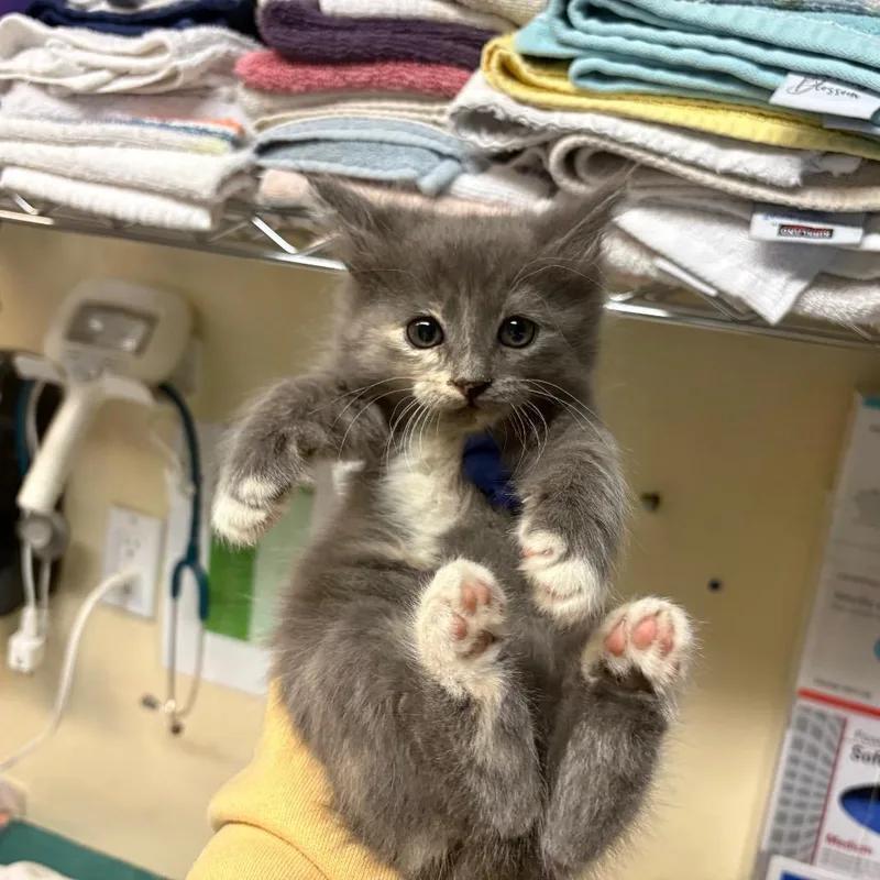 A baby small-sized female Tortoiseshell Domestic Short Hair cat named Name Unknown for adoption in Pasadena, CA