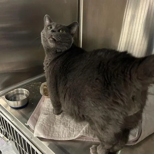 A senior extra large-sized male Gray / Blue / Silver Domestic Short Hair cat named Aspen for adoption in Davenport, IA