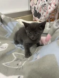 A baby small-sized female Gray / Blue / Silver Russian Blue cat named Olive for adoption in Parlier, CA