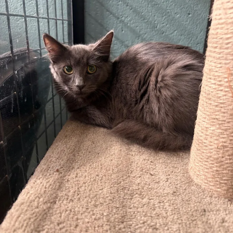 A baby medium-sized female Gray / Blue / Silver Domestic Medium Hair cat named Jolene for adoption in Sarasota, FL