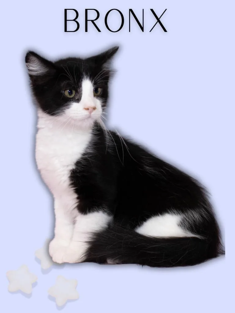 A baby medium-sized male Black & White / Tuxedo Tuxedo cat named Bronx for adoption in Mira Loma, CA