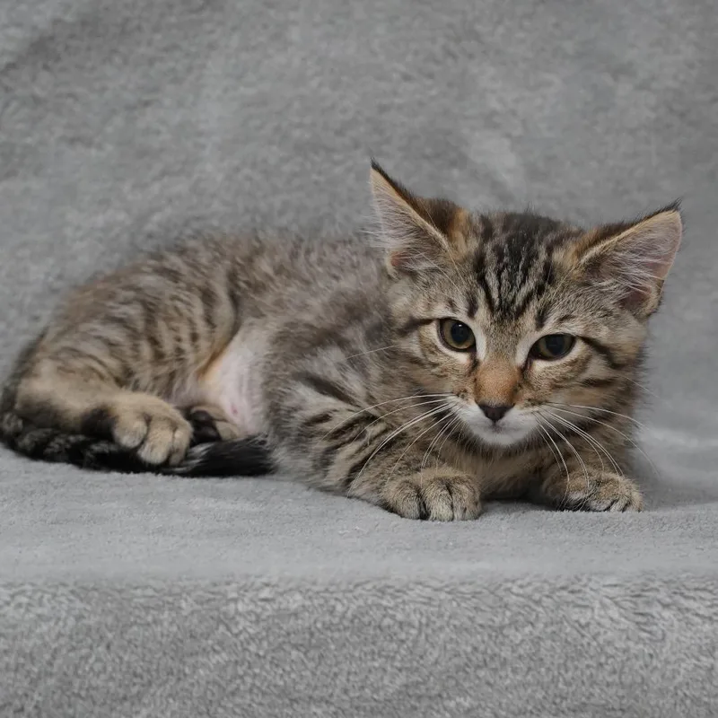 A baby small-sized female Brown / Chocolate Domestic Short Hair cat named Queen for adoption in Sunnyvale, CA