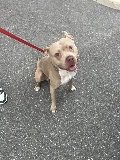 A young large-sized male Mixed Breed dog named A for adoption in Palmetto, FL