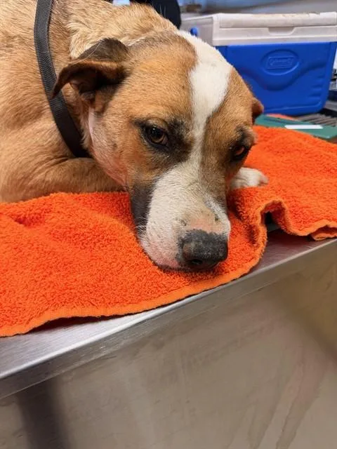 A young large-sized female Pit Bull Terrier dog named Tulip for adoption in Riverside, CA