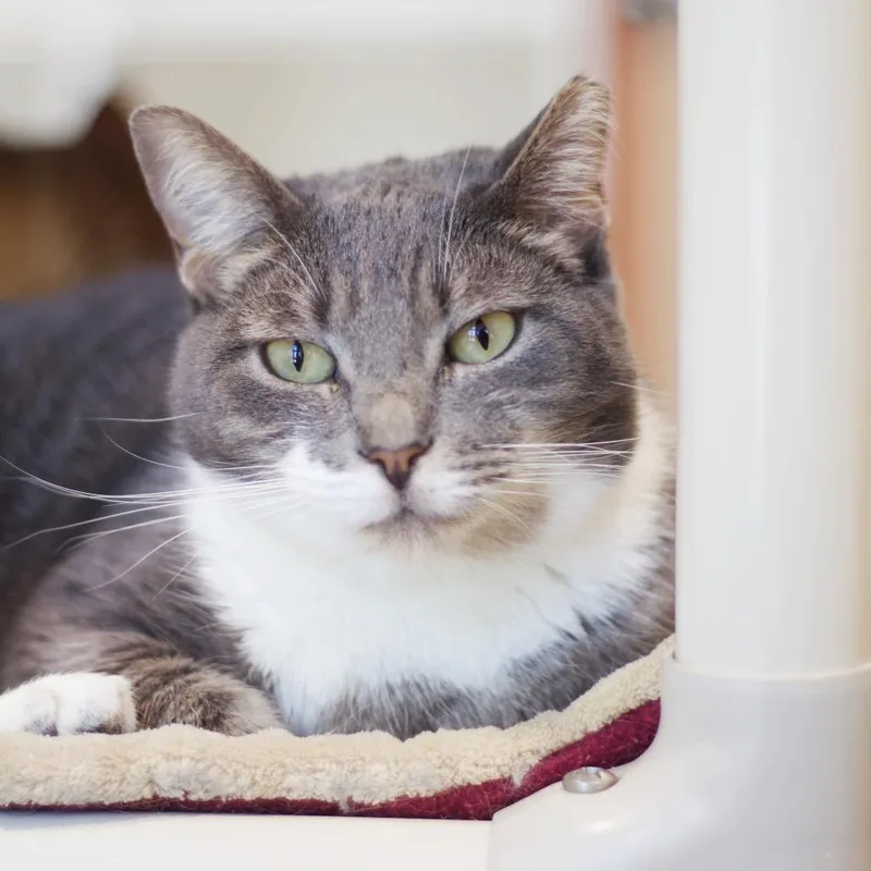 Esmeralda thumbnail 3