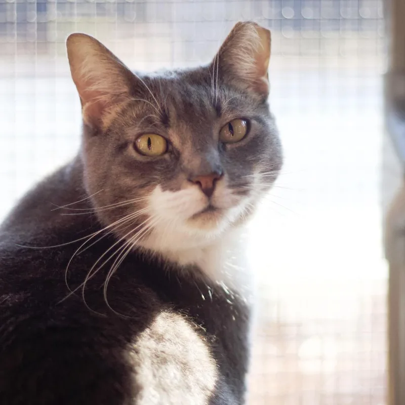 Esmeralda thumbnail 4