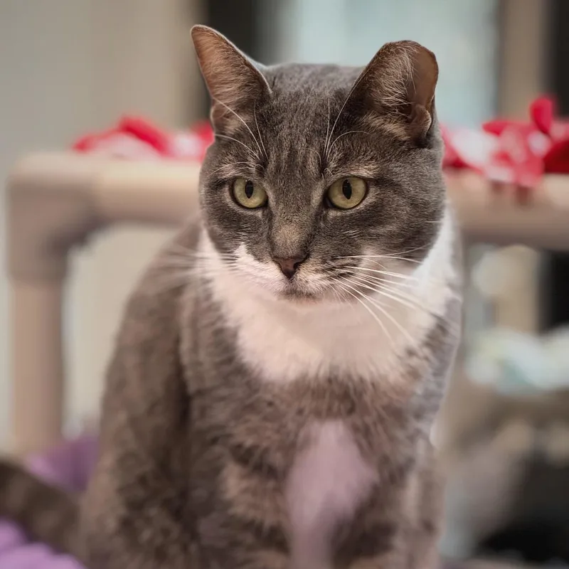 Esmeralda thumbnail 5