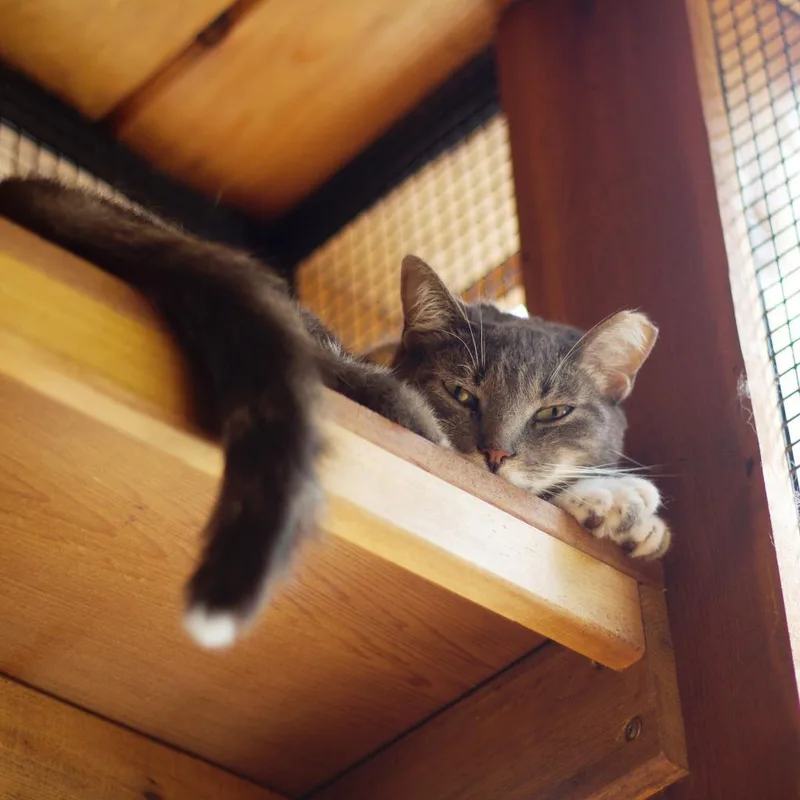 Esmeralda thumbnail 6