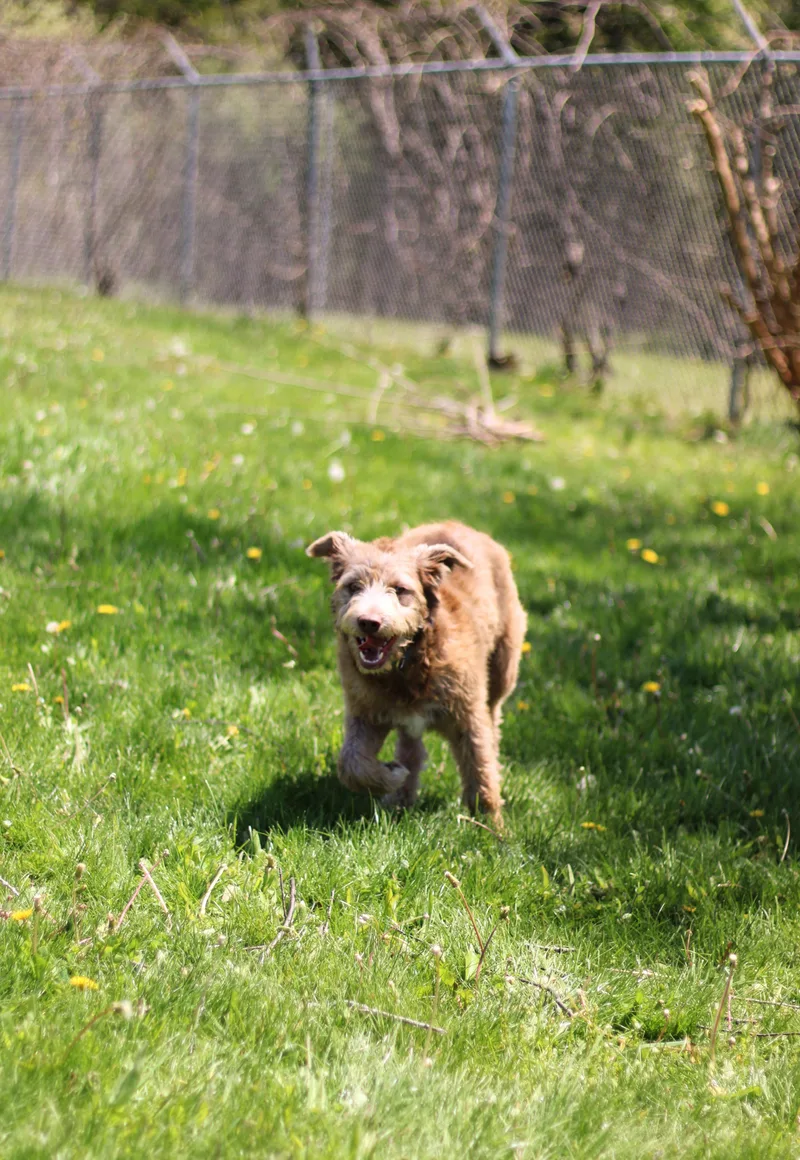 A young medium-sized male Yellow / Tan / Blond / Fawn Labradoodle dog named Spud for adoption in Battle Creek, MI