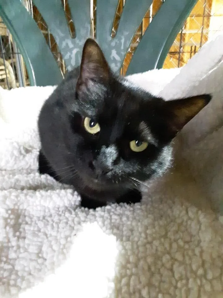 An adult medium-sized male Black Domestic Short Hair cat named Sammy for adoption in Greensboro, NC