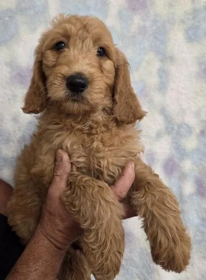 Stella