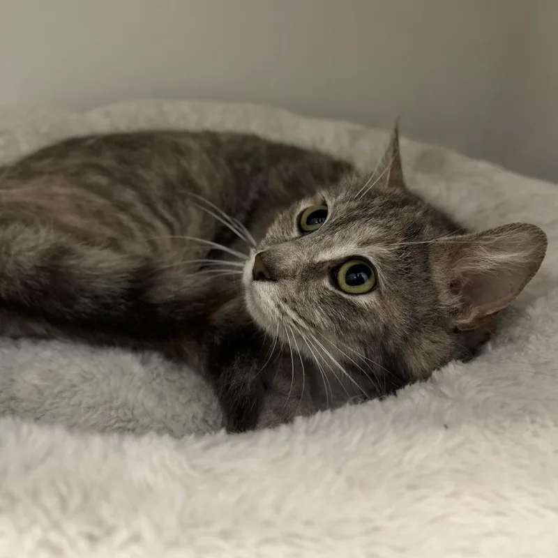 A young medium-sized female Torbie Domestic Short Hair cat named Sandy for adoption in Fredericksburg, VA