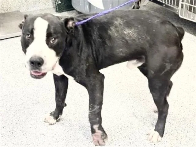 An adult medium-sized male Pit Bull Terrier dog named A for adoption in Houston, TX