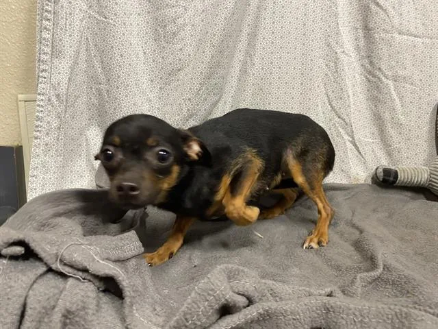 Little Black One